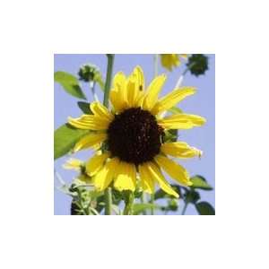   (Annual Sunflower)   Bulk Wildflower Seeds: Patio, Lawn & Garden