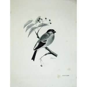  1907 The Bullfinch Pyrrhula Europaea Male Bird Print: Home 