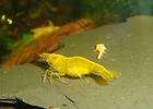 Bright Yellow Shrimp Easy to keep and Breed Mesmerizing to watch 10 