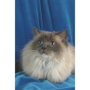   Top 100 Pedigree Cat Canvas Art Ragdoll,blue point: Home & Kitchen