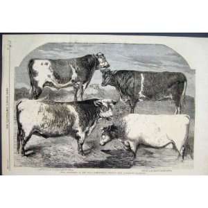  Prize Short Horn Bulls Canterbury Show Sketch 1860