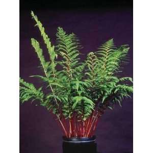  FERN LADY IN RED / 1 gallon Potted Patio, Lawn & Garden