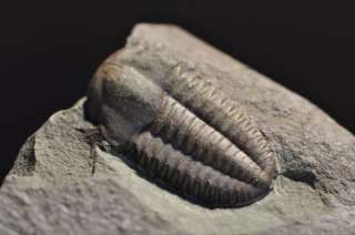 TR74  CLASSIC CAMBRIAN TRILOBITE Ellipsocephalus hoffi  