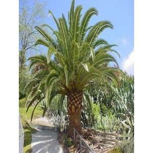  Canary Island Date Palm: Patio, Lawn & Garden