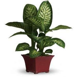  Delightful Dieffenbachia: Home & Kitchen