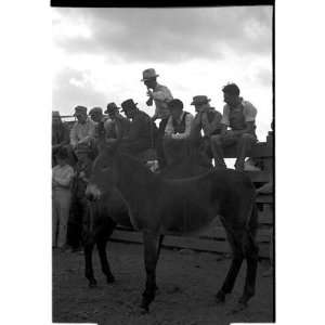   selling mules, farm sale, Pettis County, Missouri