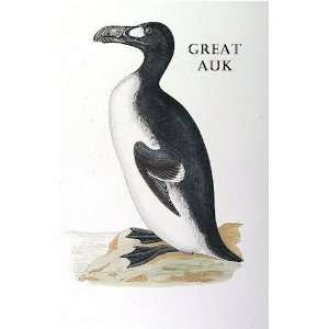  Birds Great Auk Sheet of 21 Personalised Glossy Stickers 