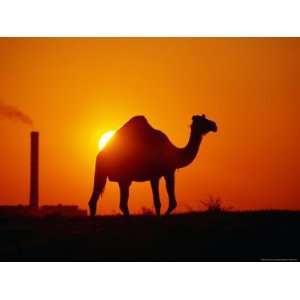  Camel and Doha Power Plant Silhouetted by Evening Sun 
