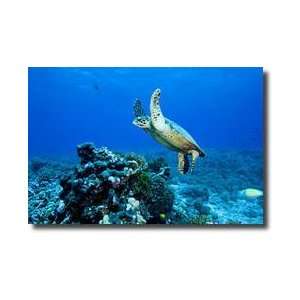  Green Sea Turtle Chelonia Mydas Rangiroa Atoll Tuamotu 