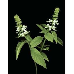   Sweet Basil   Poster by Rosemarie Stanford (18x26)