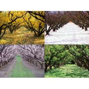  Orchard through the Seasons, Central Otago, South Island, New 