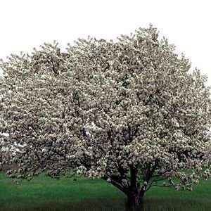  CRABAPPLE SPRING SNOW / 5 gallon Potted Patio, Lawn 