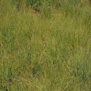  Short Grass Seed Mixture: Patio, Lawn & Garden