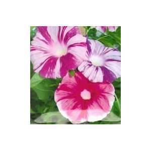  Large Flower Mix Morning Glory Seed Pack: Patio, Lawn 