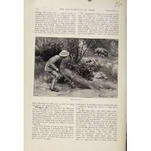   Boar Shooting The Encyclopedia Of Sport Antique Print