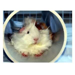  Cute Long Hair Guinea Pig In Tunnel Toy Photographic 
