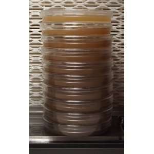  Extract Agar Ten 100 X 15mm Sterilized Petri Dishes mushroom Substrate