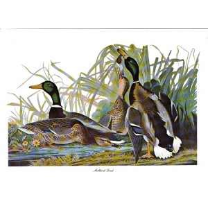  Mallard Duck (Print) 