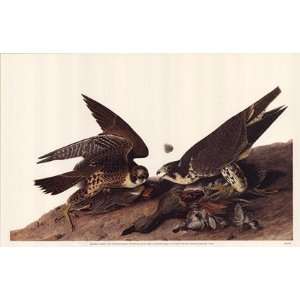  Peregrine Falcon by John Woodhouse Audubon 17x11 Toys 