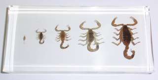 Life Cycle of Chinese Golden Scorpion (Mesobuthus martensii) Specimen 