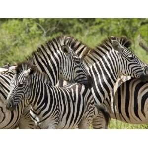 Zebra or Burchells Zebra, Hluhluwe & Imfolozi Game Reserves, Kwazulu 