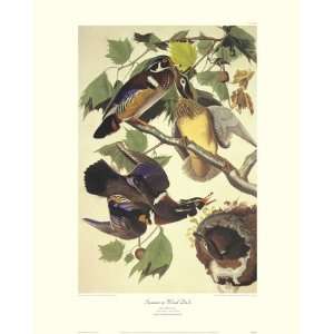   Poster Print by John James Audubon, 32x40 