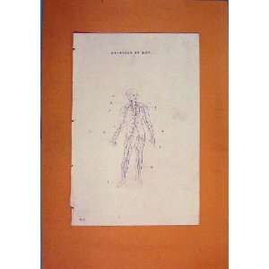  Arterier Human Man Figure Diagram Antique Print Art