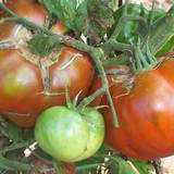 Paul Robeson Tomato Seeds   100  