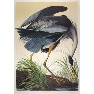 Great Blue Heron Study by M. Bernard Loates 