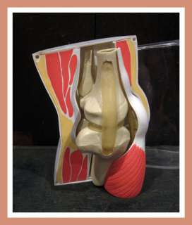 Piece Drug Rep Knee Joint Bone Muscle Anatomy Model  