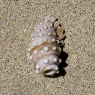 Lampwork Ocean Floor Theme Seashell Dread Dreadlock Hair Bead Large 