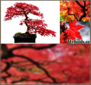 RED MAPLE Acer rubrum Seeds ~ JAPANESE BONSAI ~ FRESH  