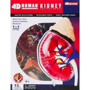 4D Vision   Human Kidney / Renal Corpusle Anatomy Kit 