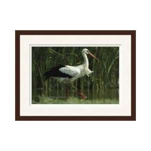  White Stork In Freshwater Pond Framed Giclee Print