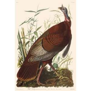    Audubons Fifty Best Birds, Wild Turkey, Male 