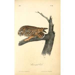   oil paintings   John James Audubon   24 x 40 inches   Short eared Owl
