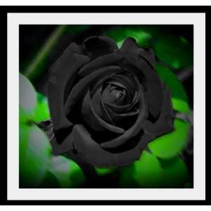  Black Dawn Rose Seeds Packet Patio, Lawn & Garden