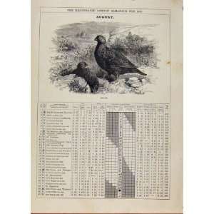  London Almanack August 1886 Grouse Bird Sketch Print: Home 