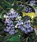 blueberry herbert high bush live plant vaccinium  
