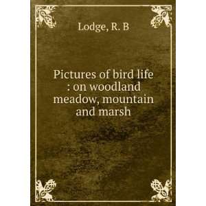   bird life  on woodland meadow, mountain and marsh R. B Lodge Books