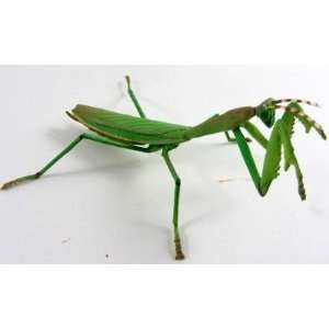  Insect Ookamakiri Japanese Giant Mantis & Grasshopper 