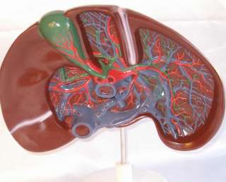 Giant liver dissection blood vessel anatomical model teaching medical 