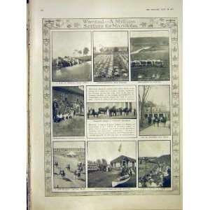  Manitoba Cattle Settlers Winnipeg Races Print 1912