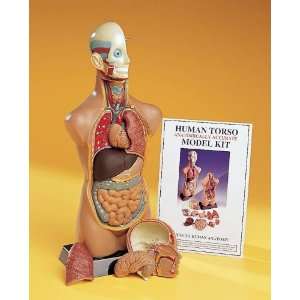  Human Torso Model   20 Inches   13 Parts: Office Products