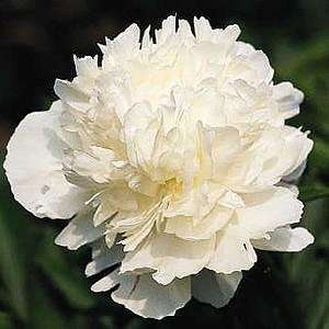  White Imperial Chinese Tree Peony   5 pot Patio, Lawn & Garden