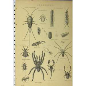   Arachnida Insects Spiders Scorpion Parasite Print