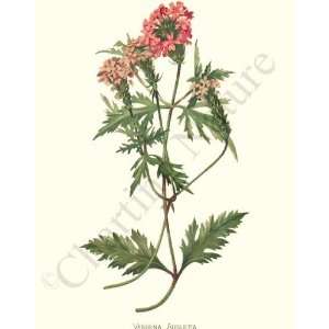  Botanical Flower Print Aublets Verbena   Verbena aubletia 