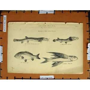   Old Print C1800 1870 Loach Flying Fish Carp Four Eye