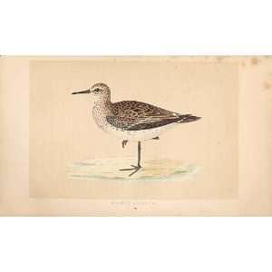    SchinzS Sandpiper British Birds 1St Ed Morris 1851