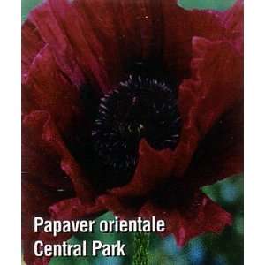  Central Park Oriental Poppy   Papaver Sun/Light Shade 